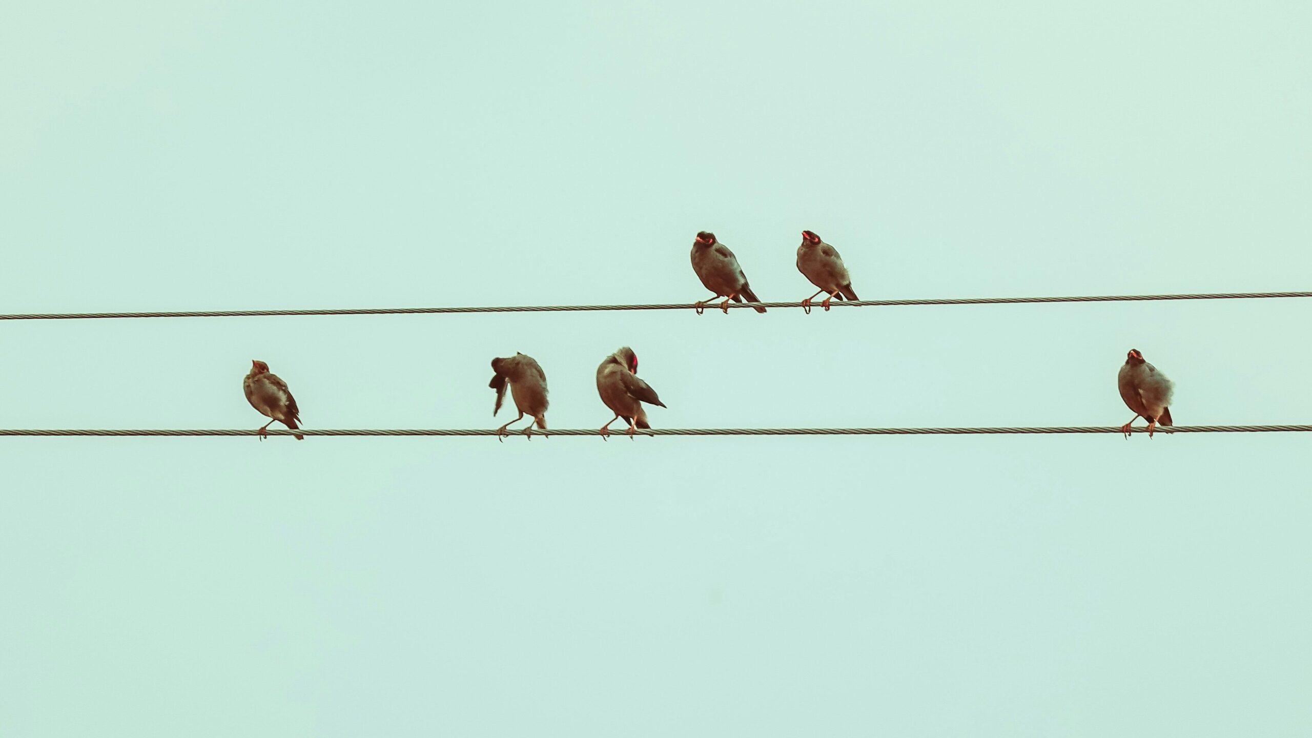 A group of birds.